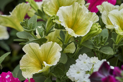 Close-up of pink flowering plants