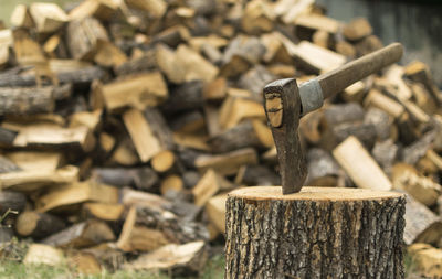 Close-up of log on wood in forest