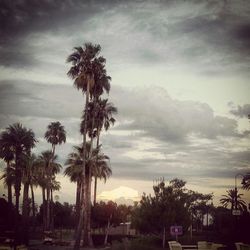 Palm trees against cloudy sky