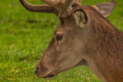 Close-up of deer on field