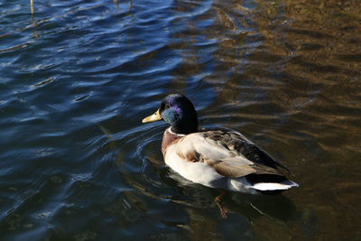 High angle view of duck swimming in lake