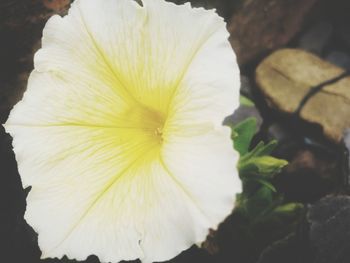 Close-up of white flower