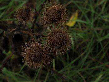 Close-up of wilted plant on field