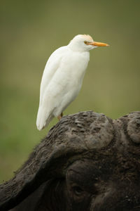 Cattle egret on head of cape buffalo