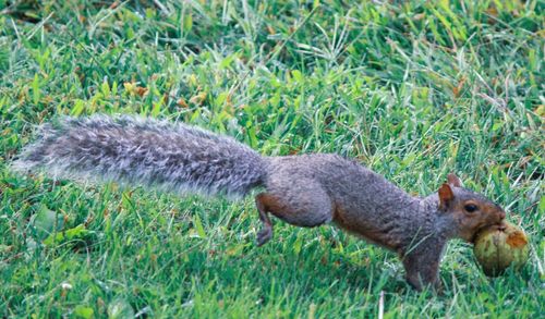 Squirrel on field