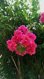 Close-up of pink flowers