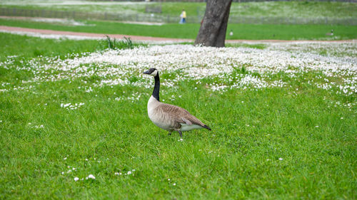 Bird on a field