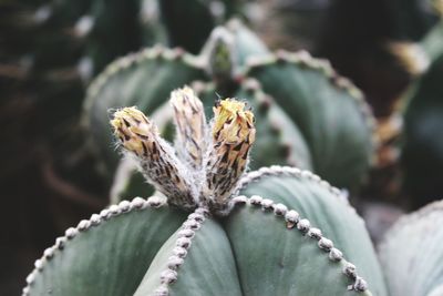 Close-up of succulent plant