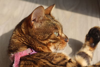 Close-up of a cat looking away