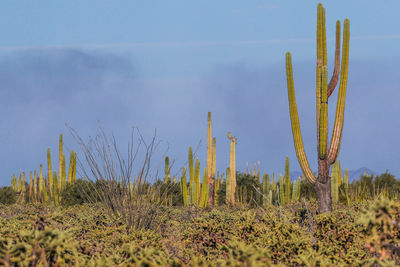 Cactus growing on field against sky