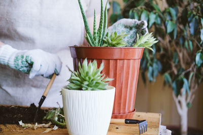 Potted plant on table