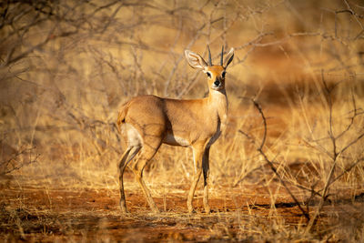 Young springbok stands in bushes eyeing camera