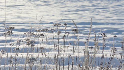 Scenic view of frozen lake during winter