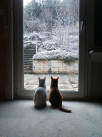 Rear view of cat sitting on window