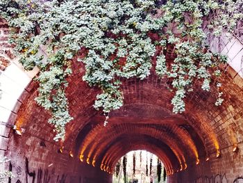 Low angle view of flowering plants on building