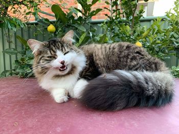 Close-up portrait of a cat with eyes closed
