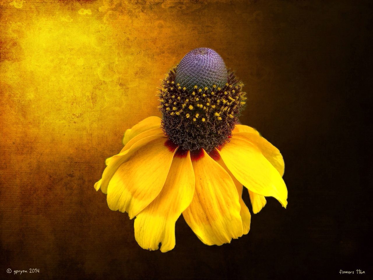 flower, yellow, petal, freshness, flower head, fragility, close-up, beauty in nature, studio shot, single flower, black background, growth, nature, pollen, indoors, plant, blooming, no people, high angle view, focus on foreground