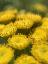 Close-up of yellow flowering plant