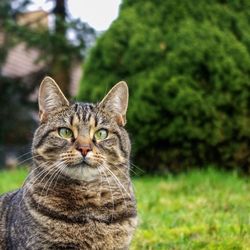 Close-up portrait of a cat