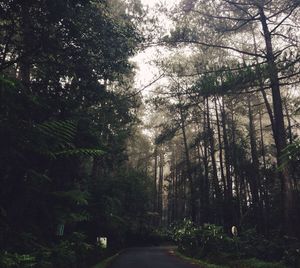 Road passing through forest