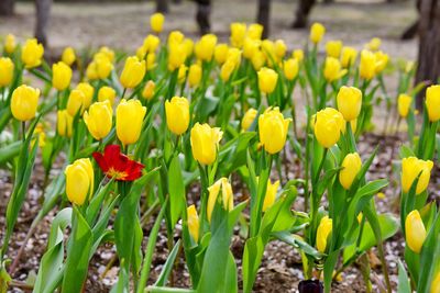 Close-up of yellow flowers blooming in field