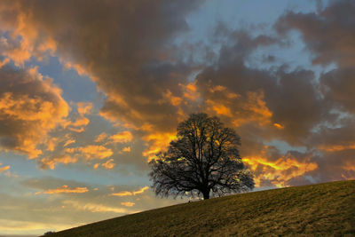 Bare trees on field against sky at sunset