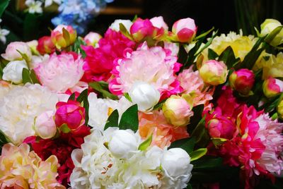 Close-up of pink flowers