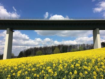 Low angle view of bridge by yellow flowers blooming on field