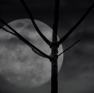 Low angle view of silhouette tree against sky