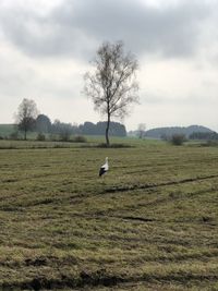 Scenic view of land against sky