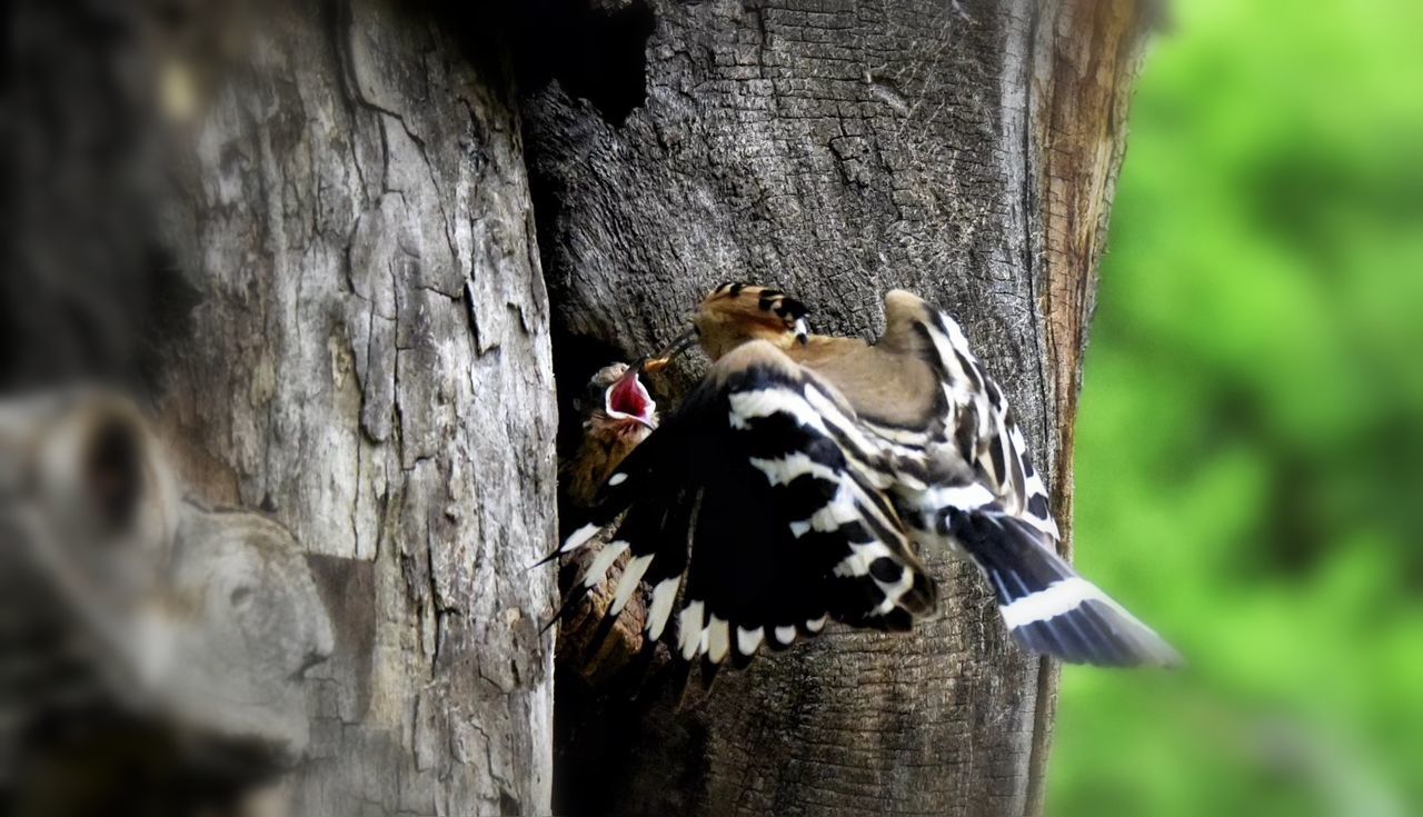 CLOSE-UP OF BIRD PERCHING ON TREE