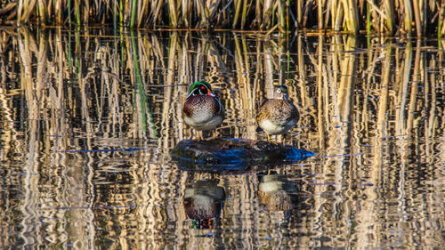 Pair of wood ducks swimming in lake