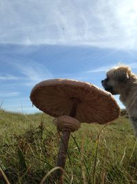 Close-up of mushroom on field against sky