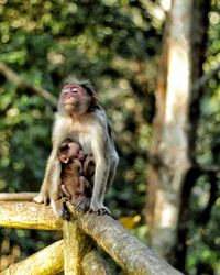 Monkey sitting on tree in forest