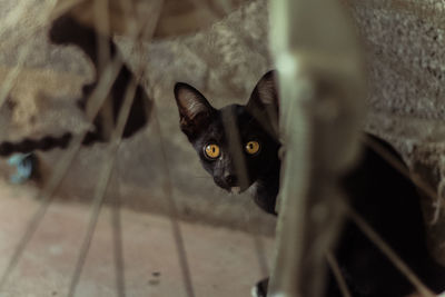 Close-up portrait of cat