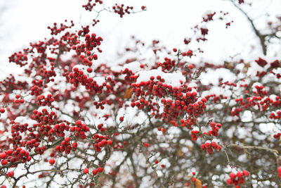 Red berries of viburnum or mountain ash under the snow on a tree