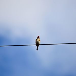 Low angle view of bird perching on cable against clear sky