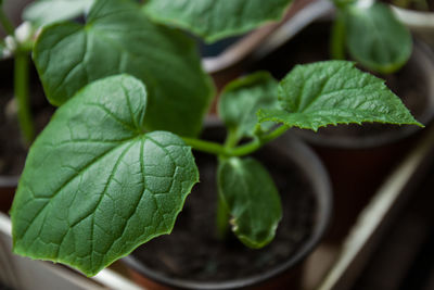 Close-up of green leaves in potted plant