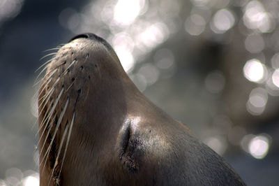 Close-up of sea lion