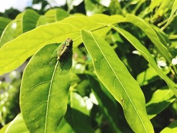 Close-up of insect on leaf