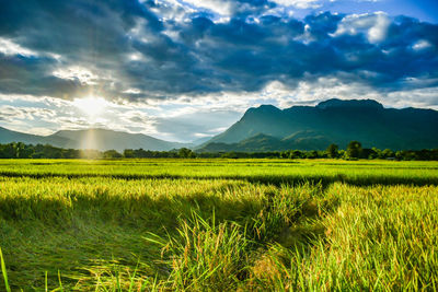 Scenic view of agricultural field against sky