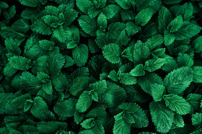 Full frame wallpaper shot of green leaves