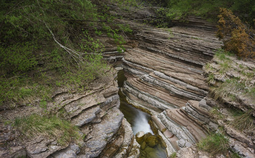 Scenic view of forest