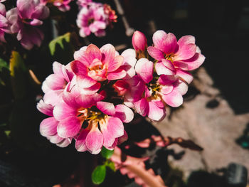 Close-up of pink cherry blossom