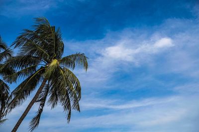 Low angle view of coconut palm tree against blue sky