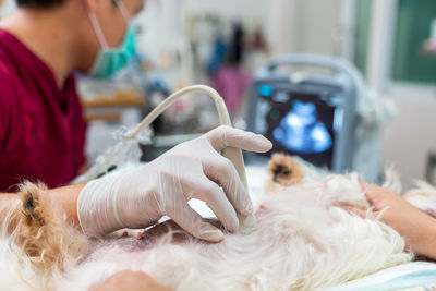 Midsection of veterinarian examining dog at clinic