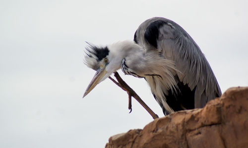 Heron scratching an itch.