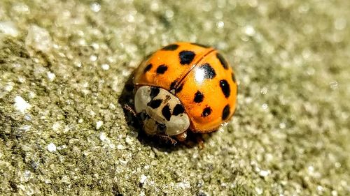 Close-up of butterfly