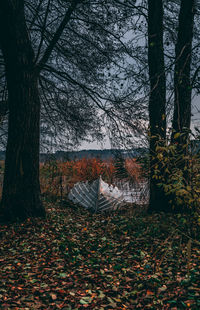 Trees growing in forest during autumn
