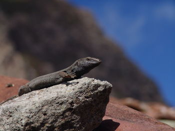 Close-up of lizard on rock